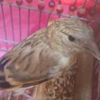 جوجه سهره قناری