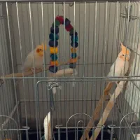 عروس هلندی