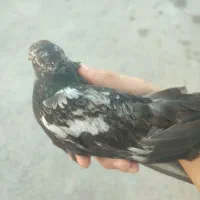 کبوتر
