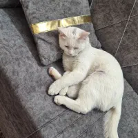 گربه اسکاتیش