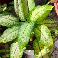 گل دیفن|گل و گیاه طبیعی|نیشابور, سرآب کوشک|دیوار