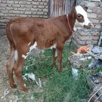 گوساله ماده دورگ سیمنتال
