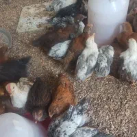 فروش فوری جوجه مرغ و خروس