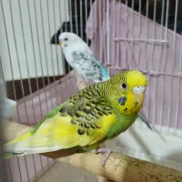 مرغ عشق نر مرغ عشق ماده