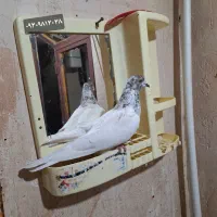کبوتر دوتا گرفتنی