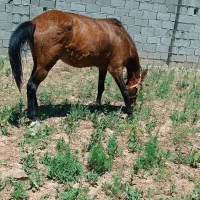 اسب مادیان یورقه