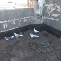کفتر کبوتر سفید سرخ ساده پشت سوسکی سبز
