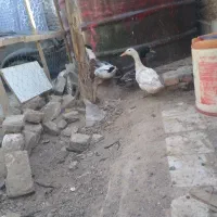 سه عدد اردک نر