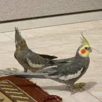 عروس هلندی جفت نر ماده
