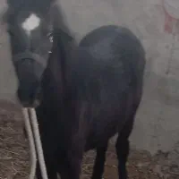 کره اسب کرد