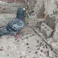 کبوتر المانی ماده