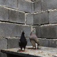 کبوتر