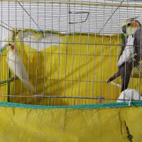 عروس هلندی نرو ماده