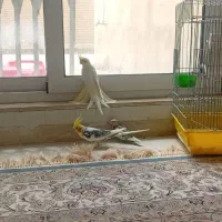 عروس هلندی
