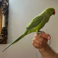 جوجه ملنگوی کاملا دستی همراه با عروس وایت‌فیس