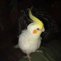 سلام دوستان جوجه‌ قناری محلی