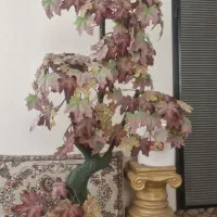 درختچه تزئینی زیبا