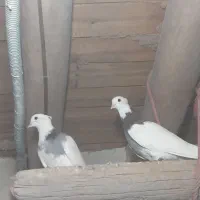 طوقی|پرنده|اسفراین, |دیوار