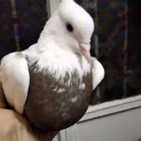 کبوتر طوقی درجه یک بشرط تخم و جوجه