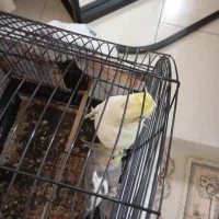 عروس هلندی