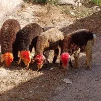 ۴تا بره نامبر وان برای ضعف کردن دونه ۱۷نیم