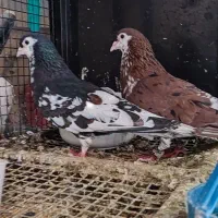 افشون
