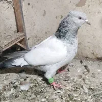 کفتر