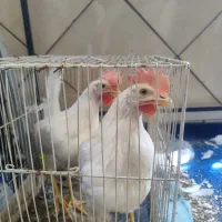 دوتا خروس