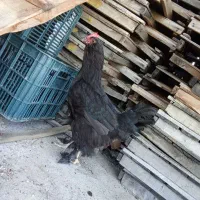 فریح اصیل مرندی