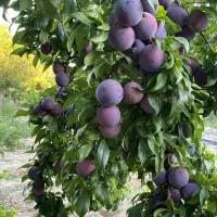 توزیع ارقام نهال ریشه پرس
