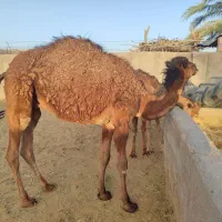 دو نفر بلبون نر