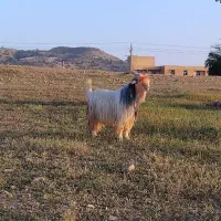 بعده اول بر گوش خلج خوش رنگ نمونه