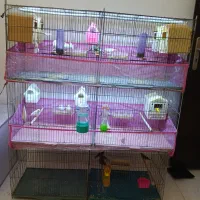 فنج 10جفت باقفس