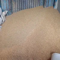 300کیلو گندم تمیز بزری رقم قابوس