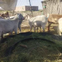 بز وگیسه