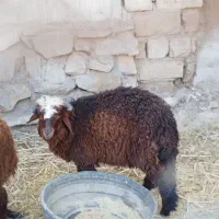 گوسفند|حیوانات مزرعه|خرمشهر, |دیوار