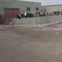 نیازمند کارگر با خانواده برای گاوداری