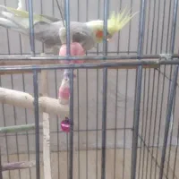 عروس هلندی باجوجه هاش