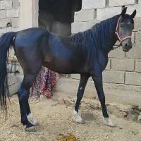خرید و فروش اسب پالونی و سواری دار