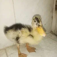 اردک دوماهه