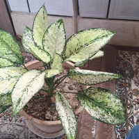 گل آگلونما برفی