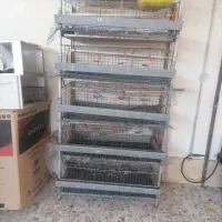 قفس بلدرچین