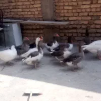 غاز سالم و سرحال و بزرگ