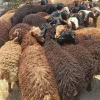 دام زنده و دامپروری کردستان گوسفند داری کرجی