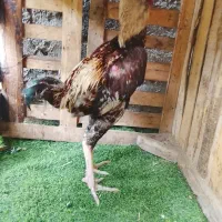 خروس لاری به شرط