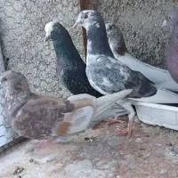 کبوتر