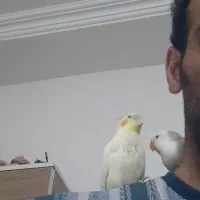 یک عدد طوطی عروس  جوجه و دو عدد طوطی کوتوله