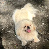 پیکینیز نر خالص