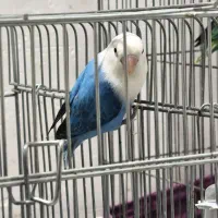 طوطی برزیلی ۱سال و خورده ای