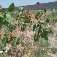 حدود 600متربع زمین با 50درخت پسته سفید 10ساله
